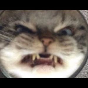 Meet your Posher, Meghan